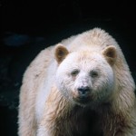 Great Bear Rainforest