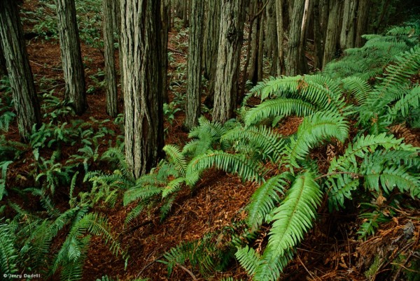 Visionary Wild ( Landscape, redwood forest and ferns )