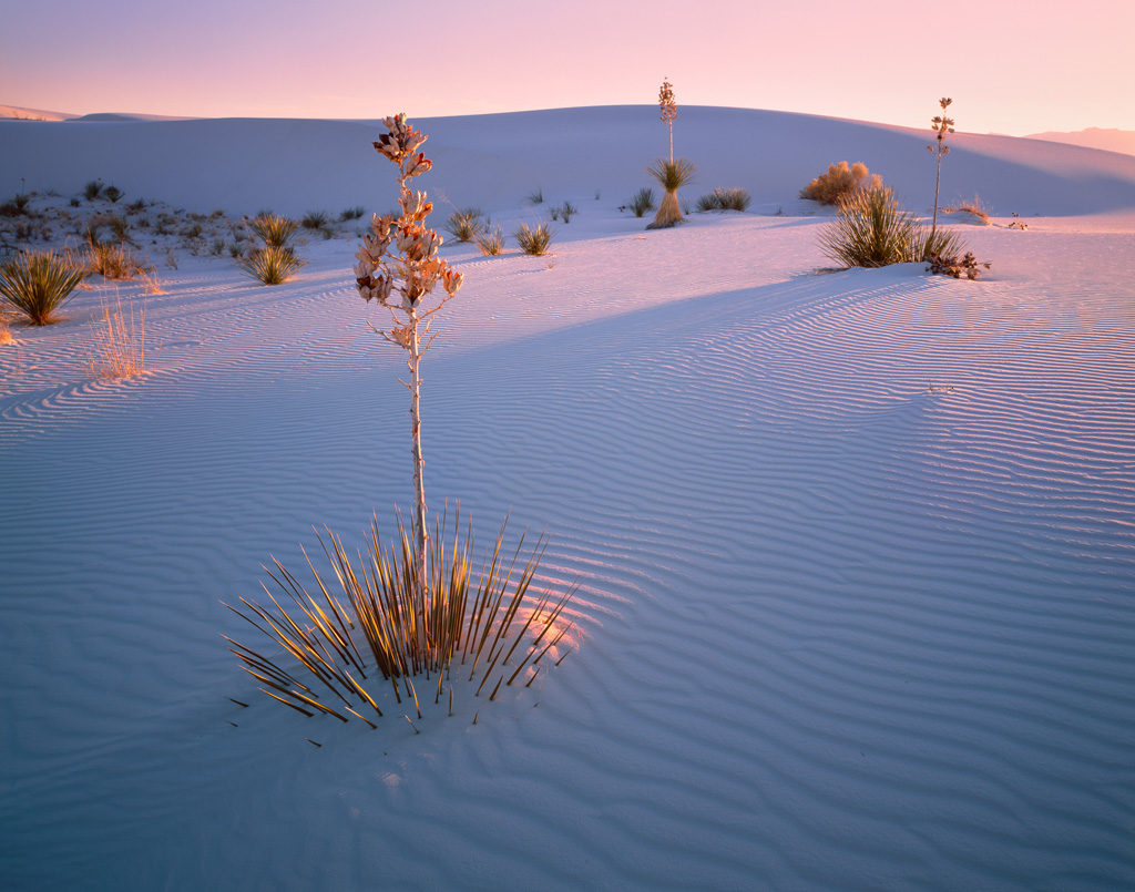 Visionary Wild ( Yuccas at dawn, White Sands National ...