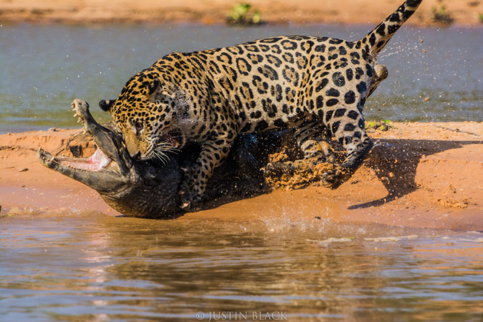 Visionary Wild Jaguars Of The Pantanal Iguazu Falls Visionary Wild Jaguars Of The Pantanal Iguazu Falls